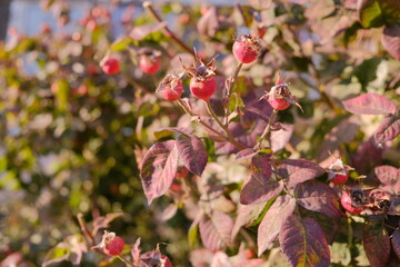 red berries in autumn