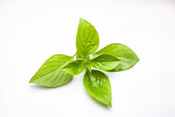 Sweet Basil