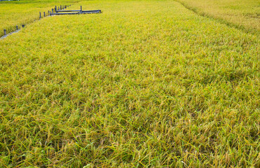 fresh golden and green organic rice tree in thailand farming.season harvest organic plant