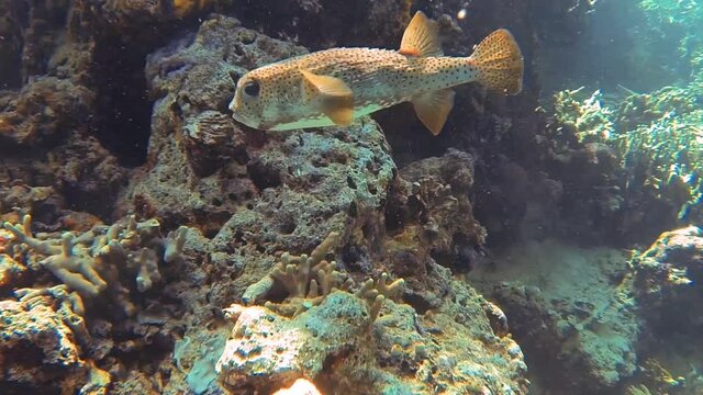 giant puffer fish swims at the coral
