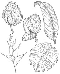 Tropical flowers and leaves. Set of hand drawn jungle leaves and exotic flowers. Black and white
