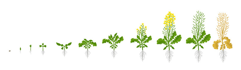 Rapeseed oilseed rape plant. Growth stages. Growing period steps. Harvest animation progression development. Fertilization phase. Cycle of life. Vector infographic set. - obrazy, fototapety, plakaty