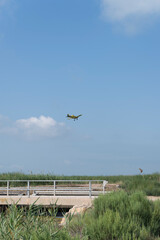 Airplane flying above a wheat field and blue sky with picturesque clouds.