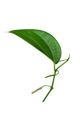 Close up of Wildbetal Leafbush leaves on white background.