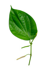 Close up of Wildbetal Leafbush leaves on white background.