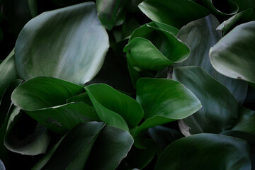 Fototapeta na wymiar green leaf texture, dark green foliage nature background, tropical leaf