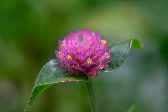 Close up of globe amaranth Flower.
