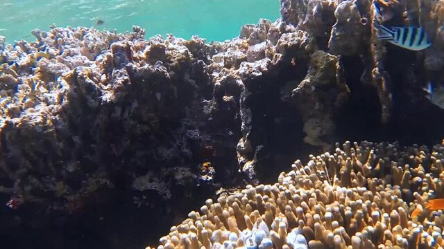 clear sea water at the coral reef