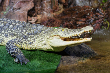 Nile crocodile with open mouth closeup