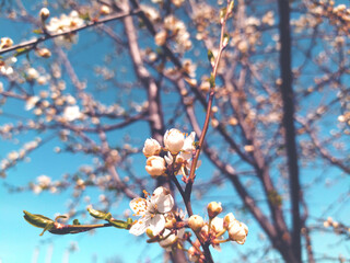 cherry tree blossom