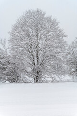 Emotions during a heavy snowfall. Village of Camporosso