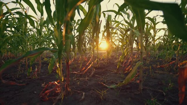 Shimmering sunbeams behind the cornfield stalks. Cornfield plants with sun backlight. Agriculture. Sunset over the cornfield. The sun sets over the horizon. Twilight. The evening landscape.