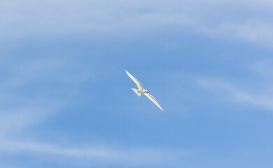 White tern seabird flying over Cousin Island nature reserve in the Seychelles