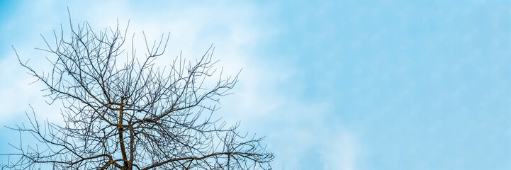 Banner tree with lots of branches without leaves in winter against a blue sky background.
