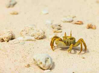 Ghost Crab on Cousin Island Nature Reserve in the Seychelles