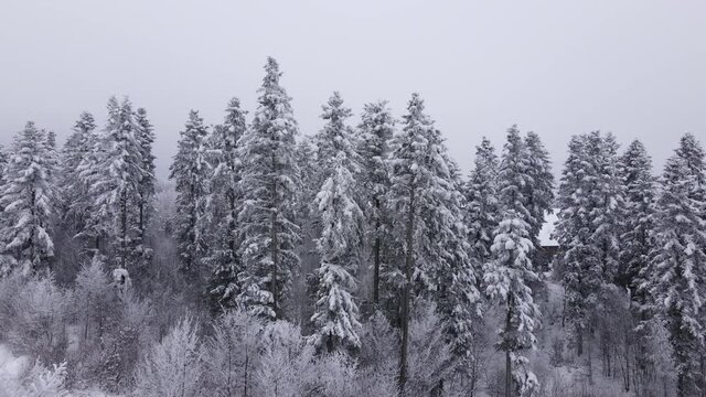 Dramatic drone footage frozen snowy fir and pine trees during snowstorm. Nature concept. Wintertime, enjoying the landscape. No people around, wild nature