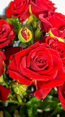 A bouquet of roses on a light background. Mother's Day, Women's Day, Valentine's Day or Birthday.