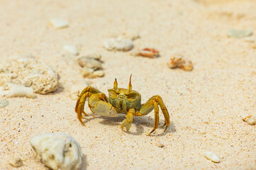 Ghost Crab on Cousin Island Nature Reserve in the Seychelles