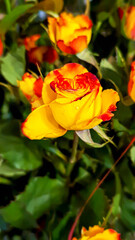 A bouquet of roses on a light background. Mother's Day, Women's Day, Valentine's Day or Birthday.