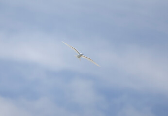 White tern seabird flying over Cousin Island nature reserve in the Seychelles