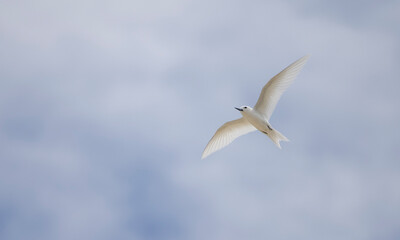 Fototapeta na wymiar White tern seabird flying over Cousin Island nature reserve in the Seychelles