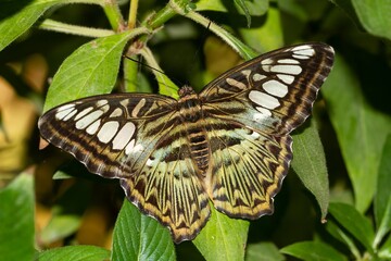 Fototapeta na wymiar Parthenos sylvia, Clipper, butterfly with open wings with white dots with green background, selective focus