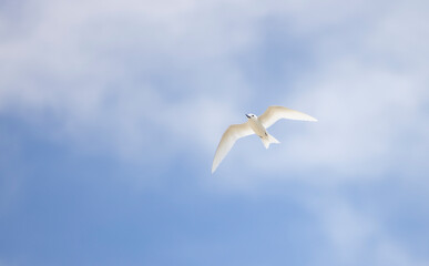 White tern seabird flying over Cousin Island nature reserve in the Seychelles