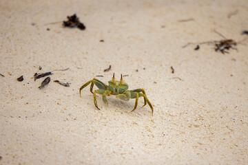 Ghost Crab on Cousin Island Nature Reserve in the Seychelles