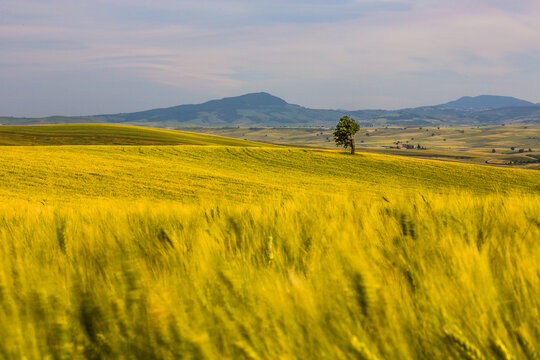 grano in puglia