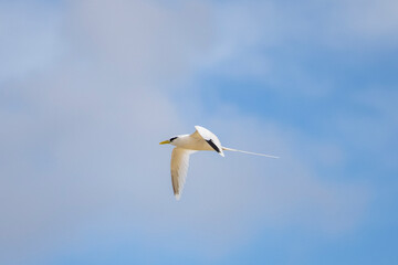 White-tailed tropicbird flying over Cousin Island nature reserve in the Seychelles