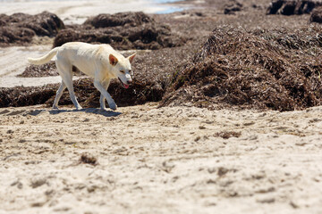 Stray dog sniffs seaweed on the seashore in search of food. Copy space