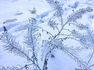 Frozen plants outdoors on wintertime in the morning