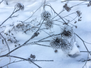 Frozen plants outdoors on wintertime in the morning