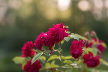 Garden rose in bloom close-up on a blurred background. Pink rose blooms on a bush in summer. A rose flower blooms in a garden park. Blooming flower in the summer garden. texture