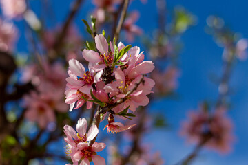 White and purple almond blossoms (Prunus amygdalus) in a crop field in Valencia, Spain during flowering in February.