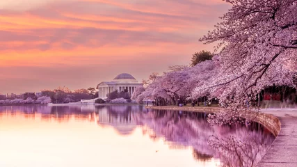 Rolgordijnen Kersenbloesemfestival in Washington, DC in de VS © f11photo