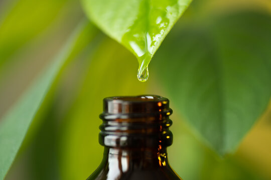 Herbal, alternative medicine oil drop falling down from a leaf to the bottle, with copy space