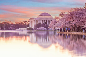 Obraz premium Cherry Blossom Festival in Washington, D.C. in USA