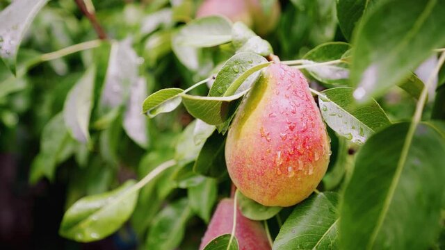 Ripe pear hanging on the tree. Juicy fruit in the orchard. Gardening. Raindrops on a fresh pear. The sun after the rain in the garden. Organic food.