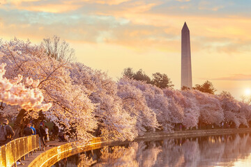 Washington Monument during the Cherry Blossom Festival. Washington, D.C.