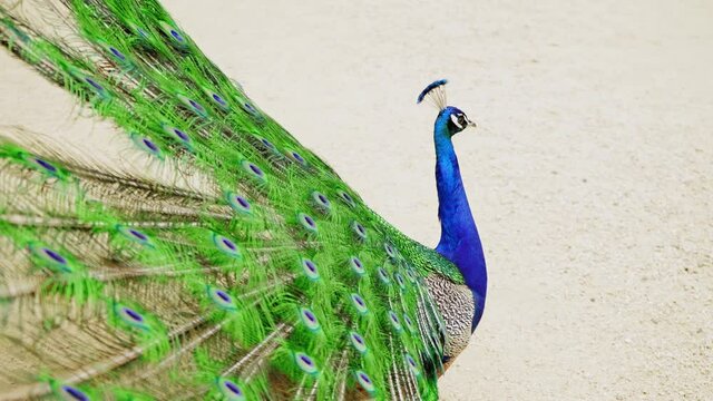 Peacock in all its Glory. A peacock flaunts with an open tail fan. Portrait of a beautiful peafowl. A proud bird with colored feathers. Wild nature. The inhabitants of the zoo.