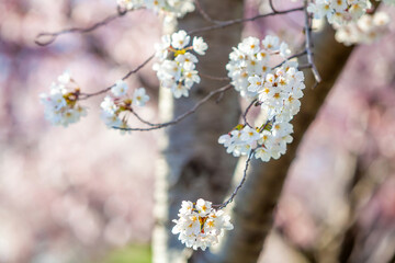 Cherry Blossom Festival in Washington, D.C. in USA