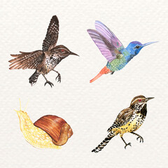 Watercolor bird and snail vector set