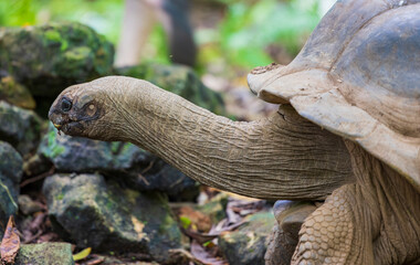 Aldabra Giant Tortoise (Aldabrachelys gigantea) on the islands of the Seychelles in the Indian Ocean 