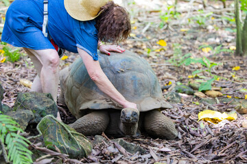 Aldabra Giant Tortoise (Aldabrachelys gigantea) on the islands of the Seychelles in the Indian Ocean 