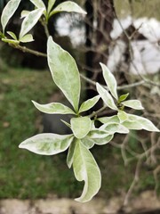 Medan, Indonesia - March 10, 2021: Beautiful flowers in the garden are blooming, Medan City, Indonesia.