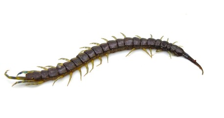 A small centipede on a white background