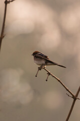 Barn Swallow perching on the bamboo fence