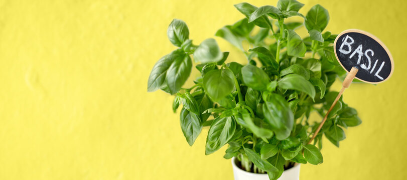 Healthy Eating, Gardening And Organic Concept - Close Up Of Green Basil Herb With Name On Tag In Pot Over Yellow Background