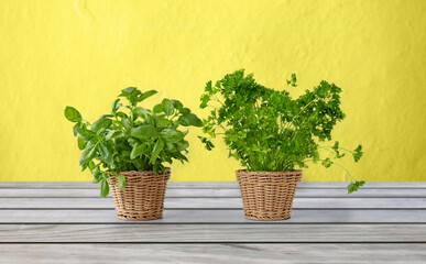 healthy eating, gardening and organic concept - green basil and parsley herbs in wicker baskets on wooden table over yellow background